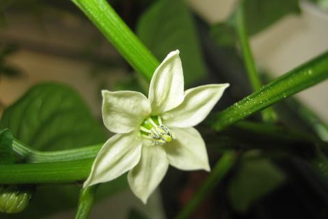 Перец чёрный представляет собой тропическую лиану пригодную для комнатного разведения — Елена Кравцова