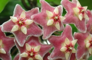 Хойя подходит для подвесных кашпо и украшения подоконников в квартирах — Ирина Полякова