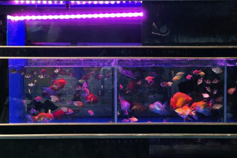 Псевдоморе создают с цихлидами и светлым грунтом — эксперты