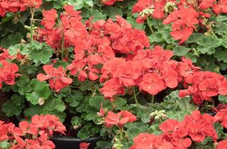 Герань продлевает цветение при регулярном удалении увядших соцветий