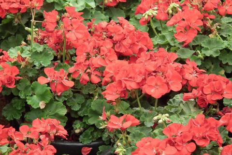 Герань продлевает цветение при регулярном удалении увядших соцветий