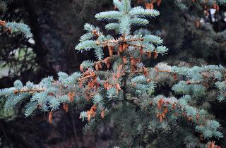 Дикие побеги на ели появляются из-за генетической нестабильности — Джек Ульрих-Лютер