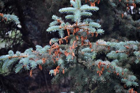 Дикие побеги на ели появляются из-за генетической нестабильности — Джек Ульрих-Лютер