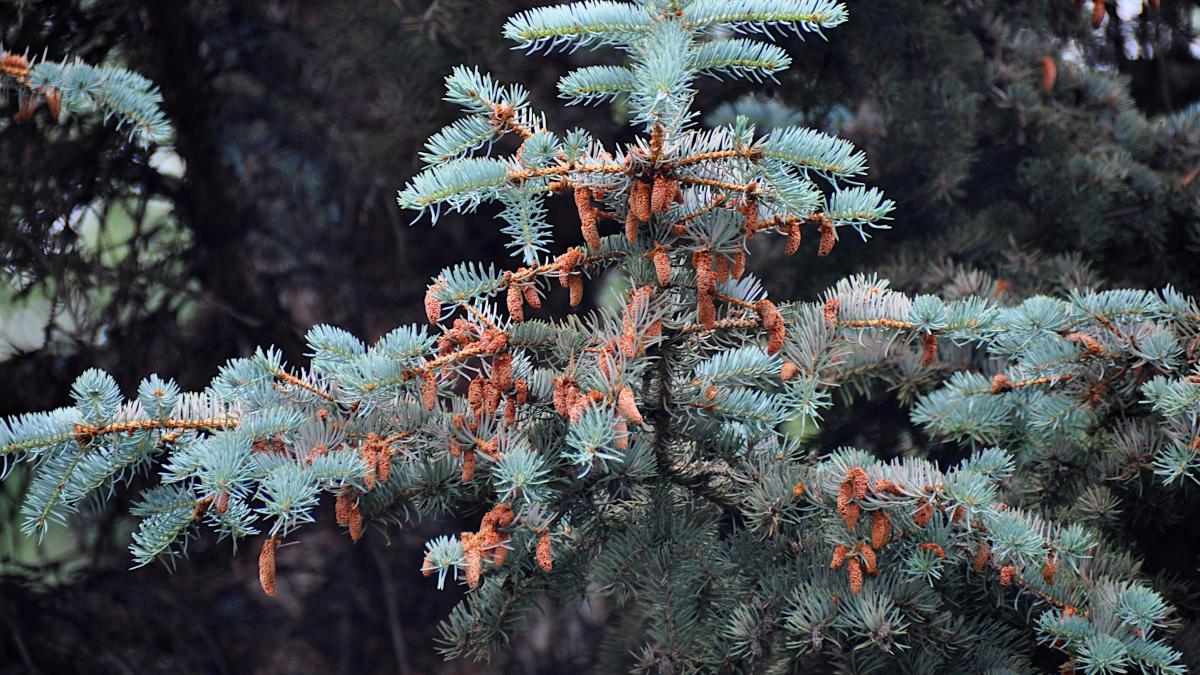 Голубая ель