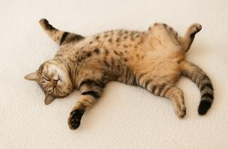 Набор веса снижает усвояемость питательных веществ у кошек — JAS