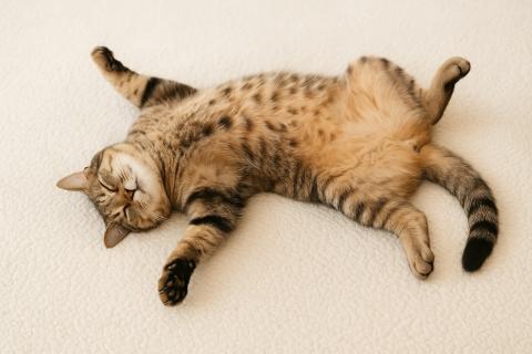 Набор веса снижает усвояемость питательных веществ у кошек — JAS