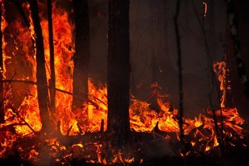 В Ростовской области ожидается повышенный уровень пожарной опасности