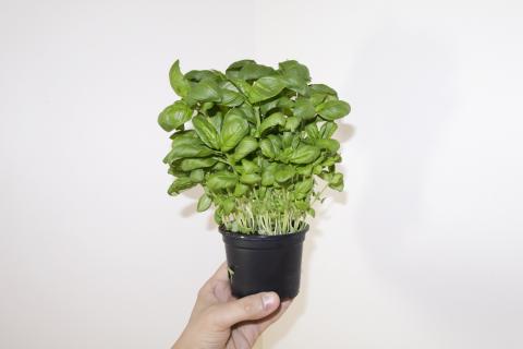 Базилик сохраняет свежие листья зимой при переносе в дом