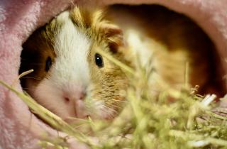 Ребенок готов ухаживать за хомяком с 10 лет — зоологи