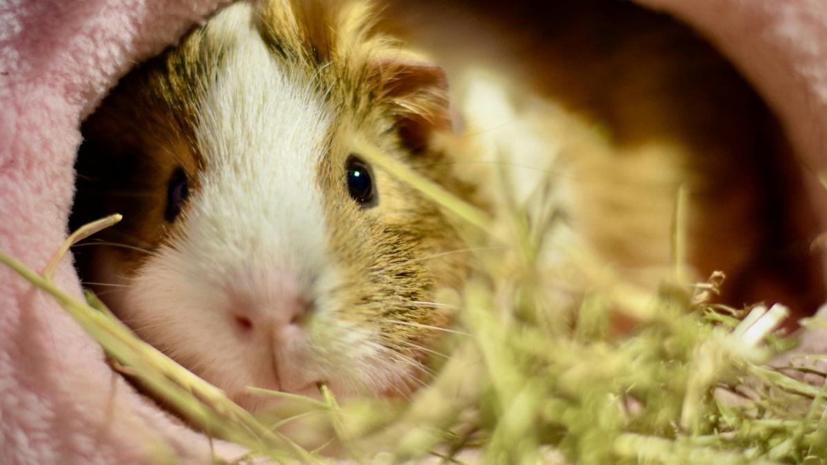 Домик для морской свинки