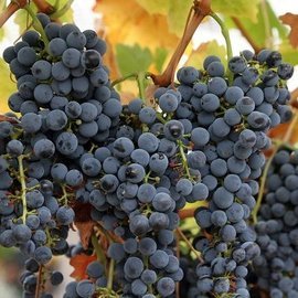 The Conversation: исследователи рассказали, каким было на вкус Римское вино