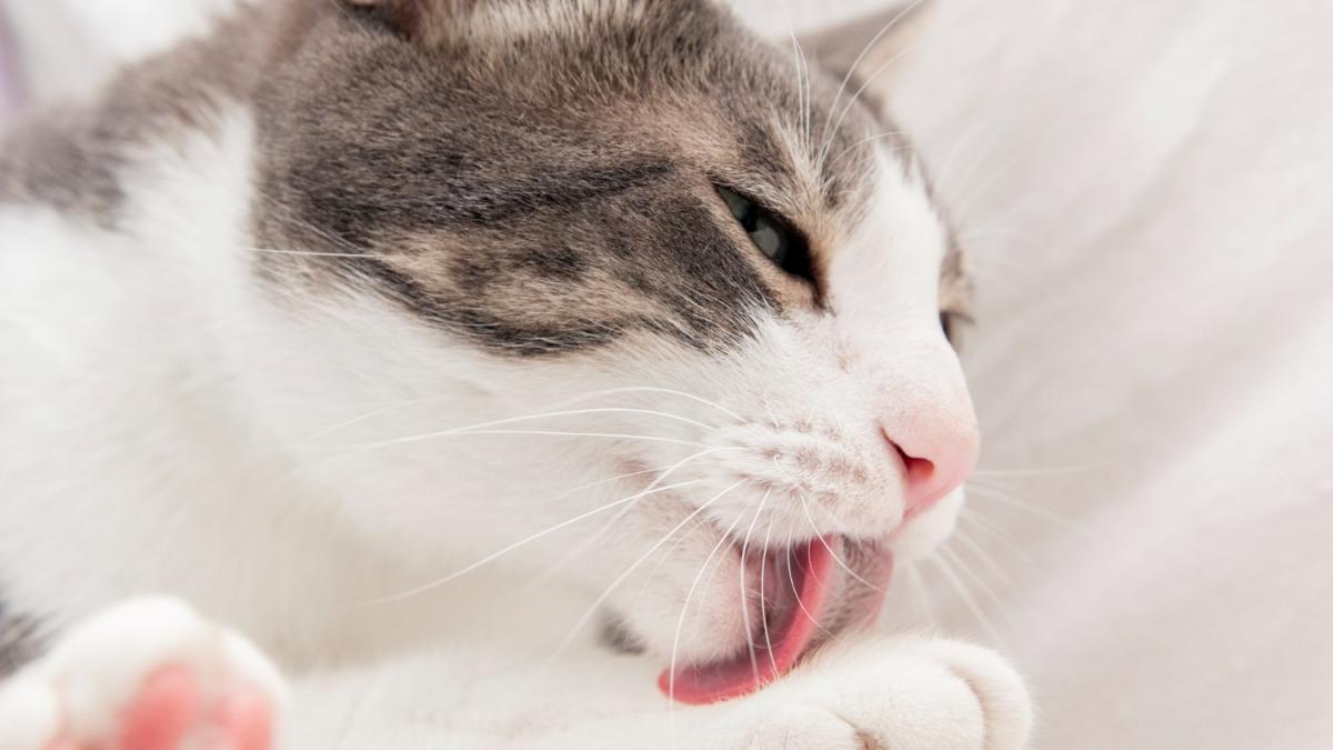 Кошка вылизывается Кошка вылизывается