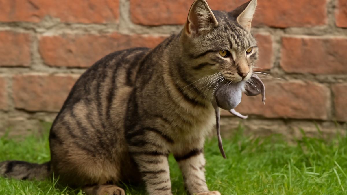 Кошка ловит мышь