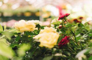 Ноябрь — ключевой месяц для защиты роз: споры грибка зимуют и активируются весной