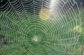 Паутинный клещ повреждает листья растений и требует немедленных мер — агрономы