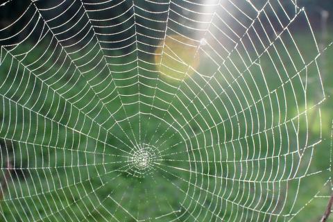 Паутинный клещ повреждает листья растений и требует немедленных мер — агрономы