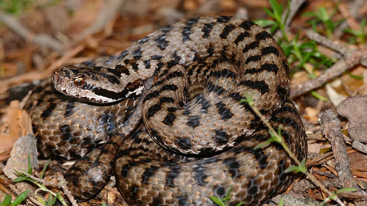 Змея гадюка