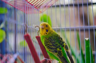 Попугаю нужно неделю для адаптации в новом доме — зоологи
