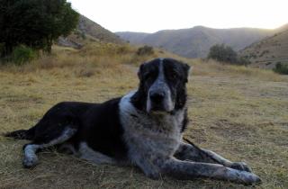 Алабай не подходит для содержания в квартире — специалисты по породам собак