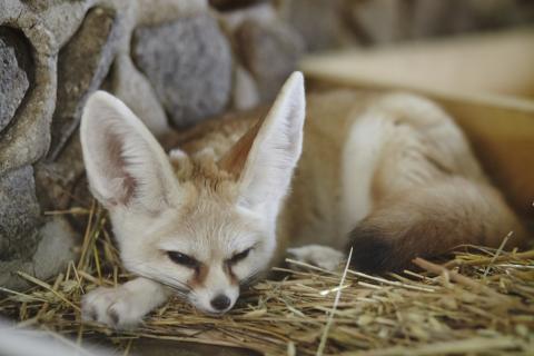 Большие уши фенека помогают ему охлаждаться в жару — биологи