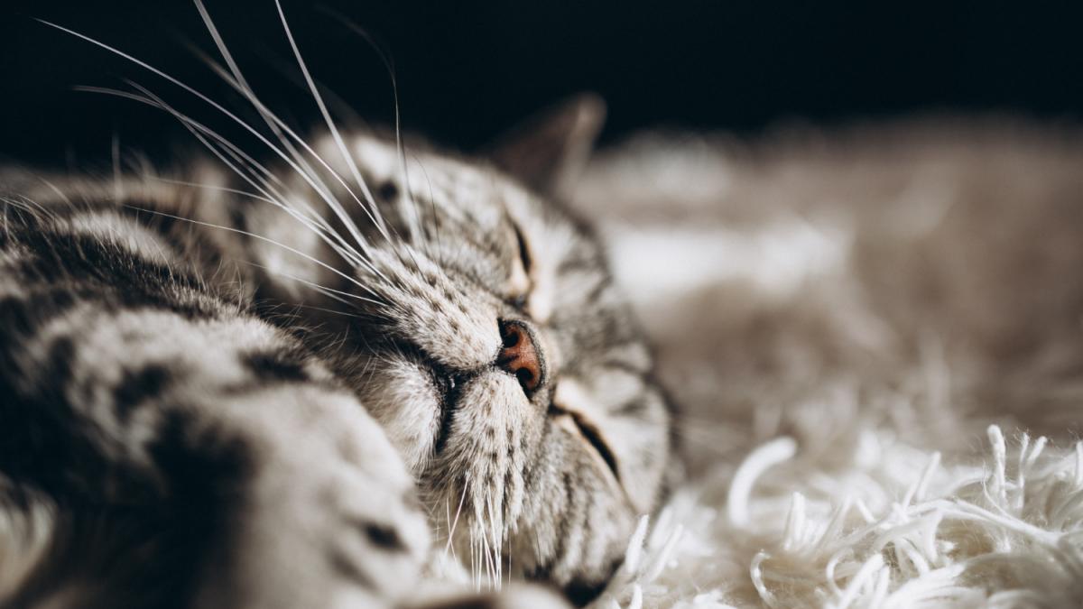 Кошка спит Кошка спит