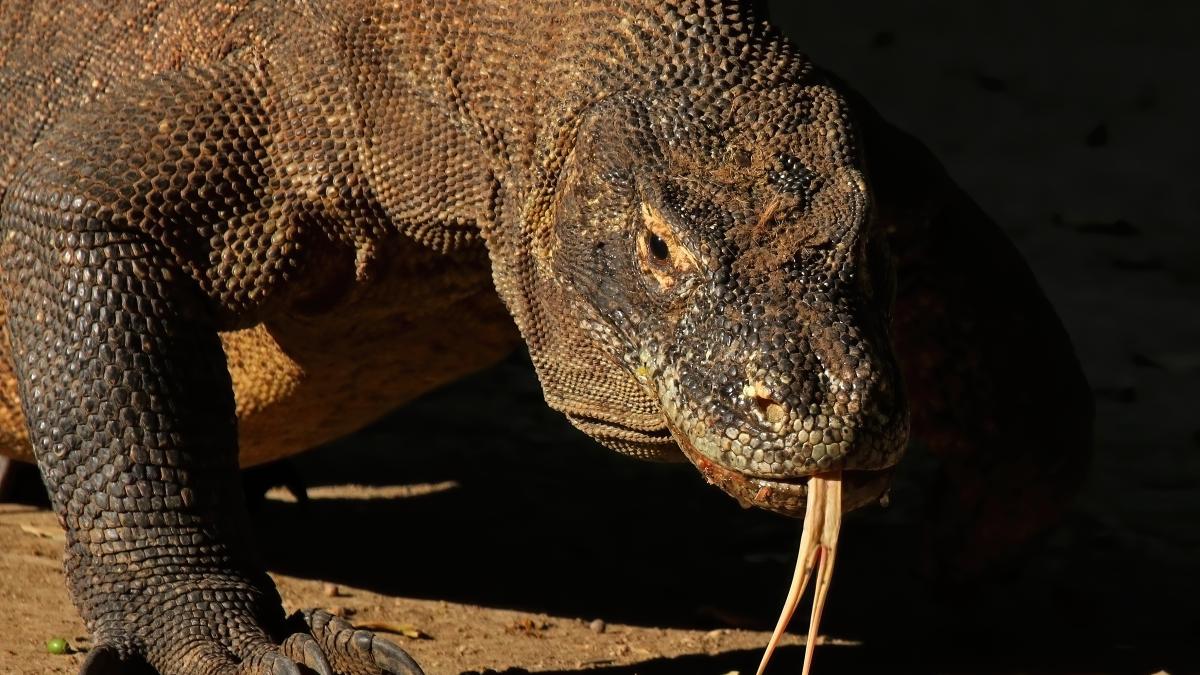 Komodo dragon (Varanus komodoensis)