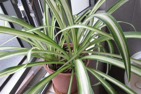 Хлорофитум очищает воздух от формальдегида и угарного газа на 80% за сутки