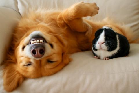 Морская свинка — социальное животное: одиночество вызывает стресс и апатию