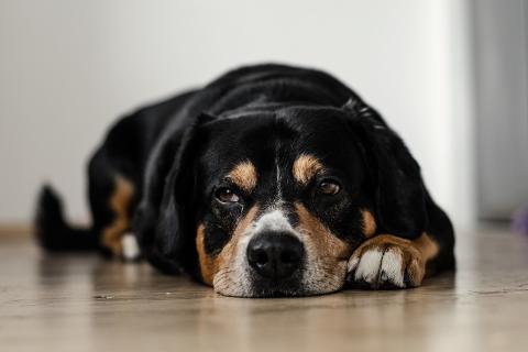 5 удивительных фактов о животных, которые вас точно поразят