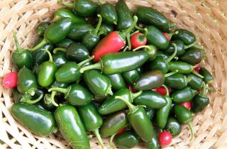 Халапеньо подходят для запекания, фарширования и подачи в сыром виде с соусами — повар