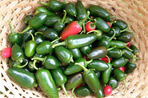 Халапеньо подходят для запекания, фарширования и подачи в сыром виде с соусами — повар