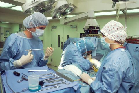 Первая в истории пересадка свиного лёгкого человеку проведена в Китае — Clonorgan Biotechnology