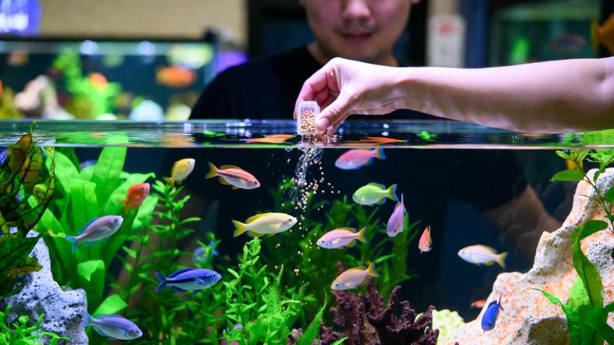 Кормление рыбок в аквариуме