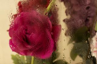 Обрезать розы осенью рекомендуется после первых сильных заморозков