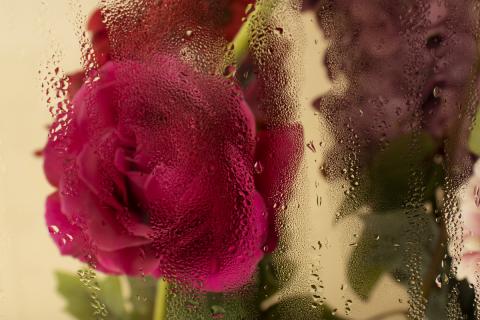 Обрезать розы осенью рекомендуется после первых сильных заморозков Обрезать розы осенью рекомендуется после первых сильных заморозков