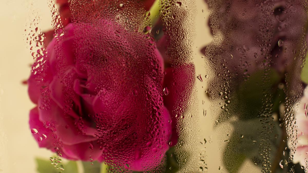 Роза за стеклом Роза за стеклом