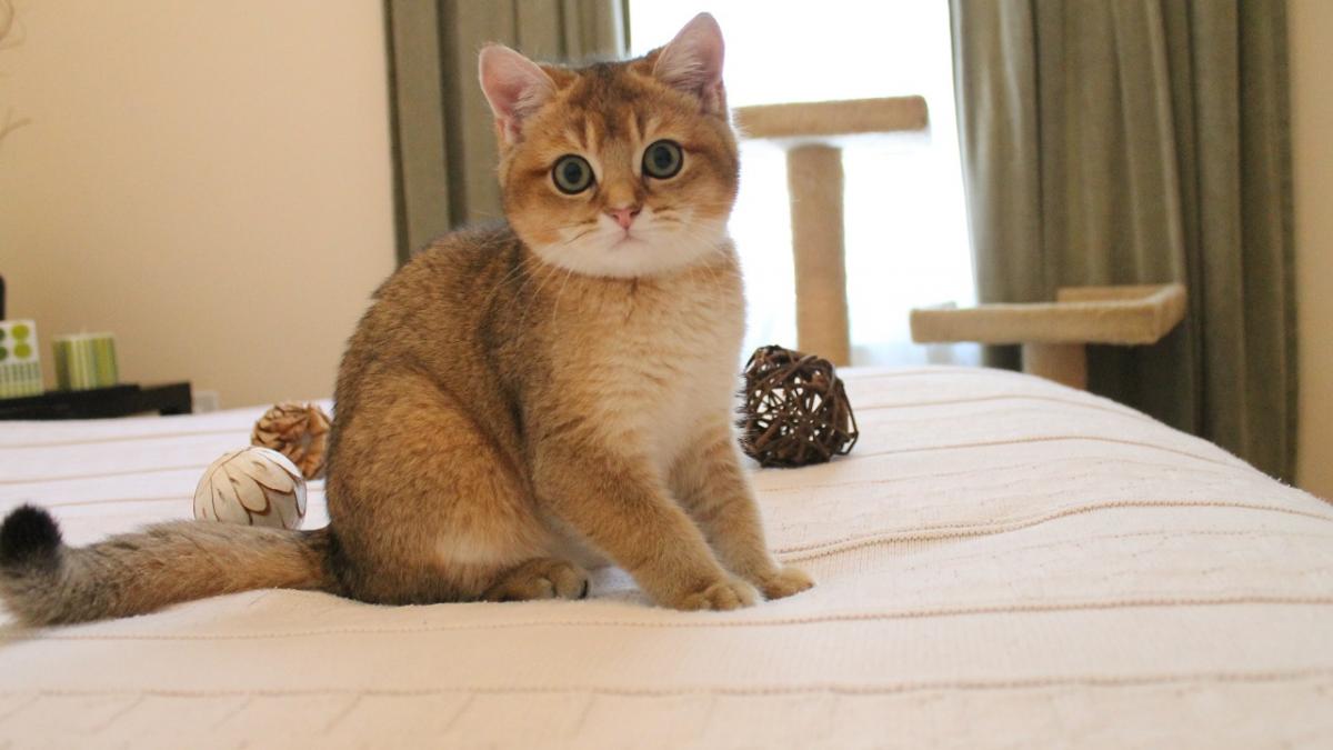 Кошка на кровати