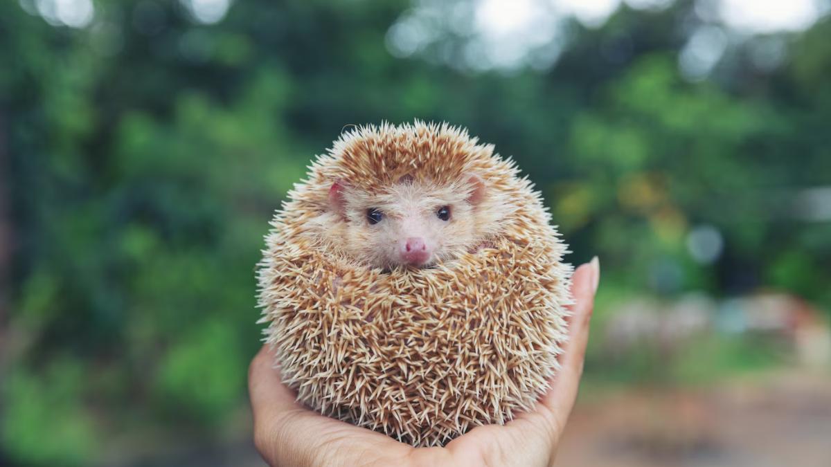 домашний еж