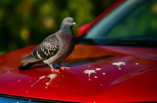 В Петербурге заявили о вреде помёта птиц для памятников и готовят запрет на кормление