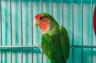 Попугаев нельзя снимать со вспышкой — зоологи