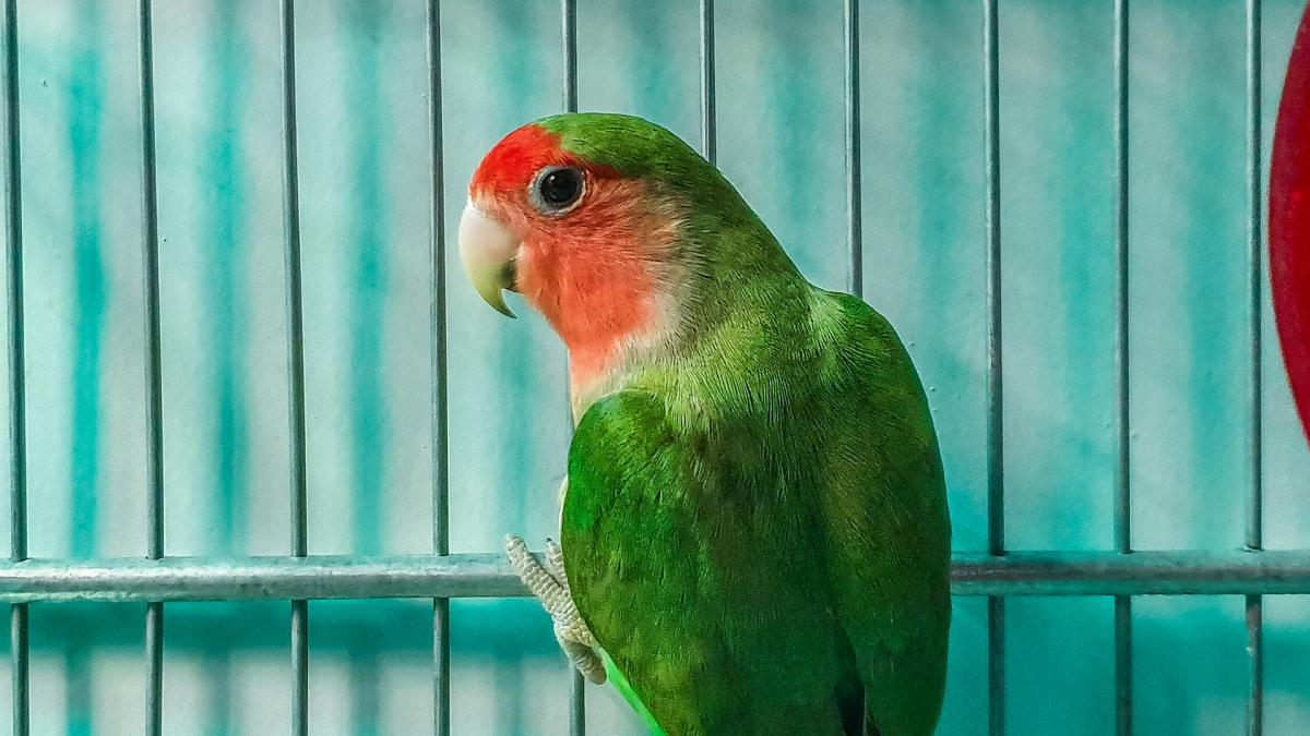 Птица (попугай) в клетке