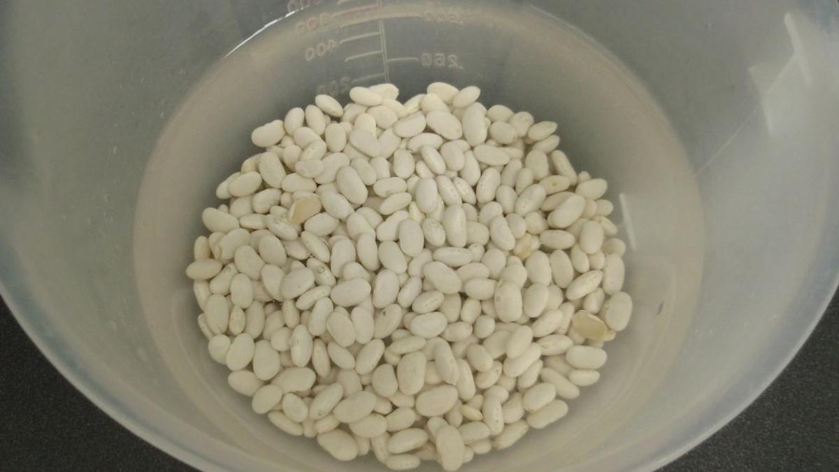 фасоль фасоль