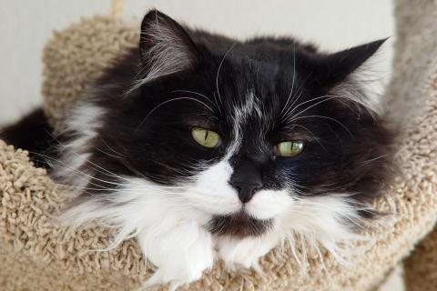 Усы кошки ломаются из-за нехватки витаминов — ветеринар