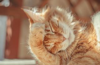 Выпадение шерсти у кошек связано с сезонными факторами — Le Mag du Chat