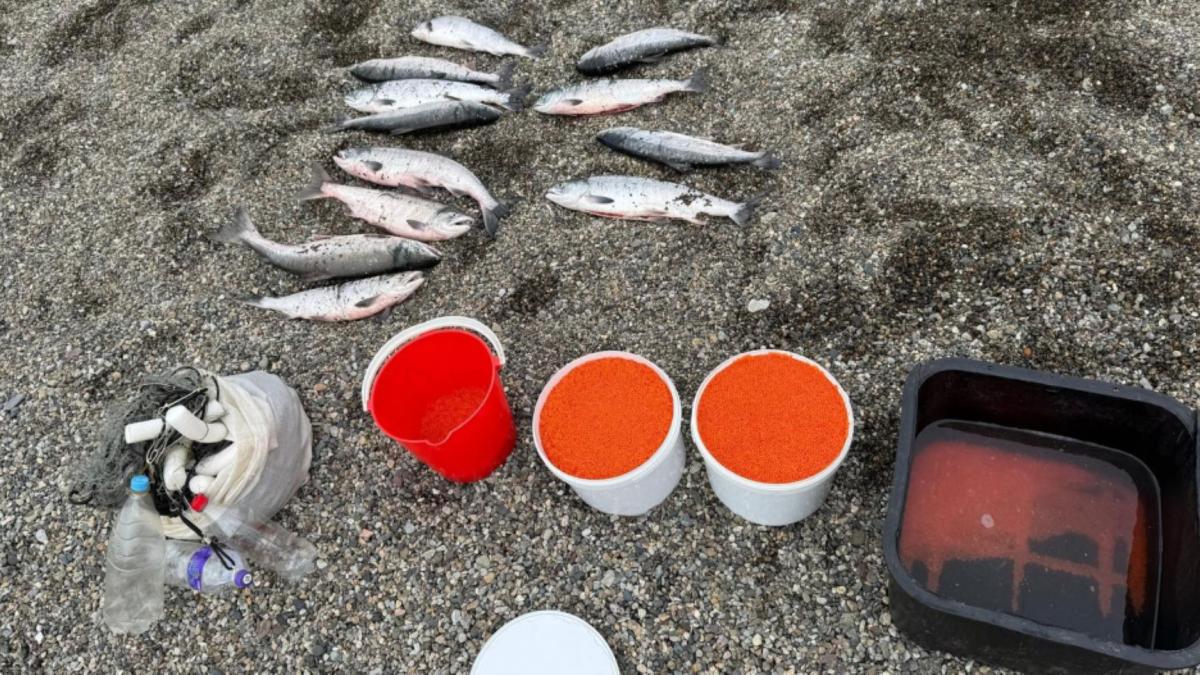 икра и рыба