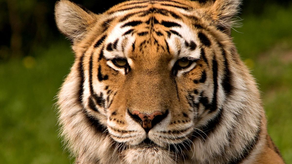 Siberischer tiger de edit02