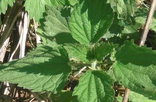 Крапива и одуванчик улучшают структуру почвы и повышают её плодородие