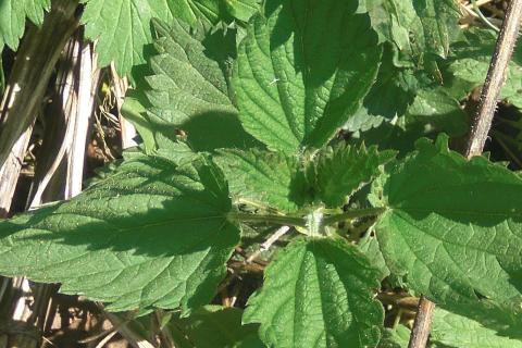 Крапива и одуванчик улучшают структуру почвы и повышают её плодородие