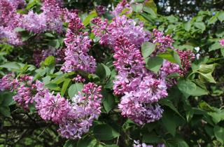 Сиреневый код ломает стереотипы: привычный майский куст превращается в новый символ России