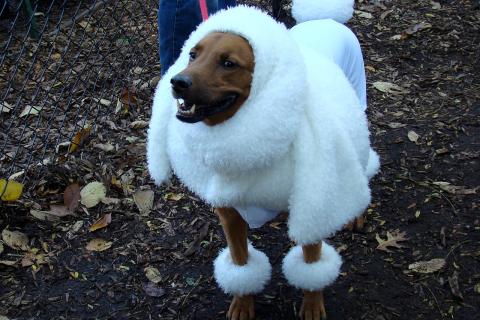 В Японии ежегодно проводят конкурс на лучший новогодний костюм для собак — специалисты